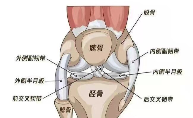 膝盖骨在哪个位置图片