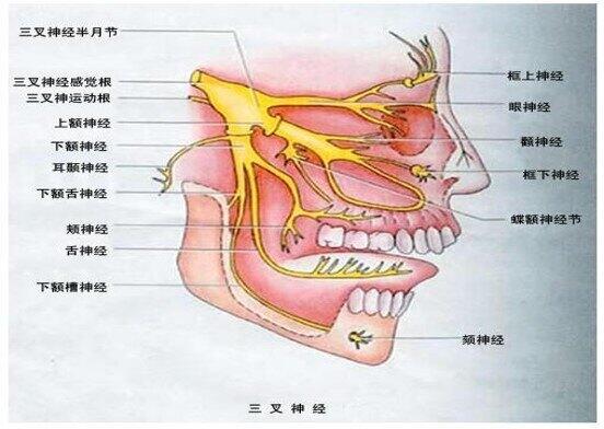 三叉神经1.jpg