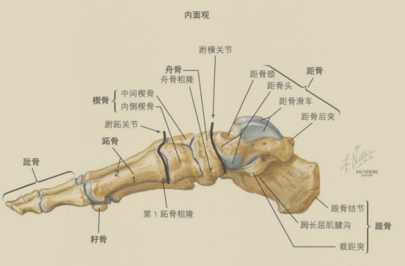 脚的结构图骨点和节点图片