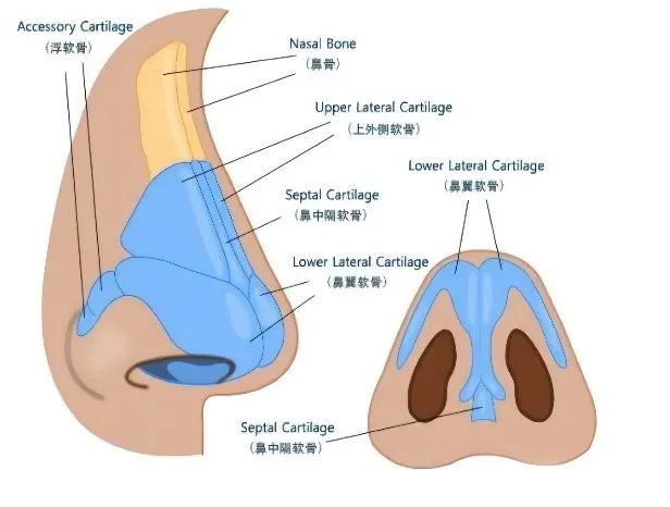 鼻子的骨头结构图片