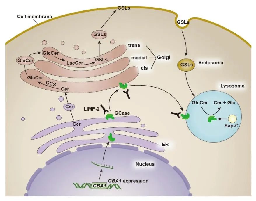 Transl Neurodegener 综述︱中南大学郭纪锋团队评述GBA1基因在帕金森病临床、机制_帕金森_帕金森学术/新进展 - 好大夫在线