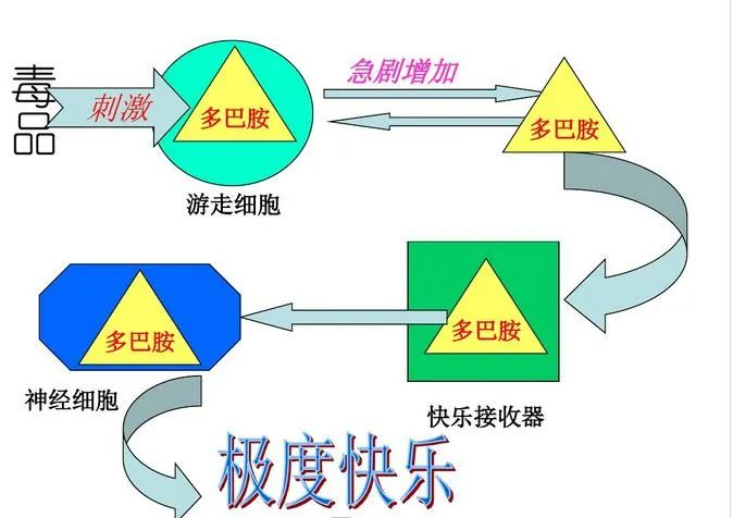 成瘾=依赖+滥用 - 好大夫在线
