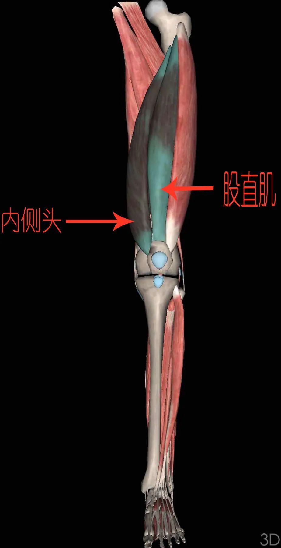 前交叉韧带重建术后第1天计划_膝关节韧带损伤_膝关节韧带损伤康复