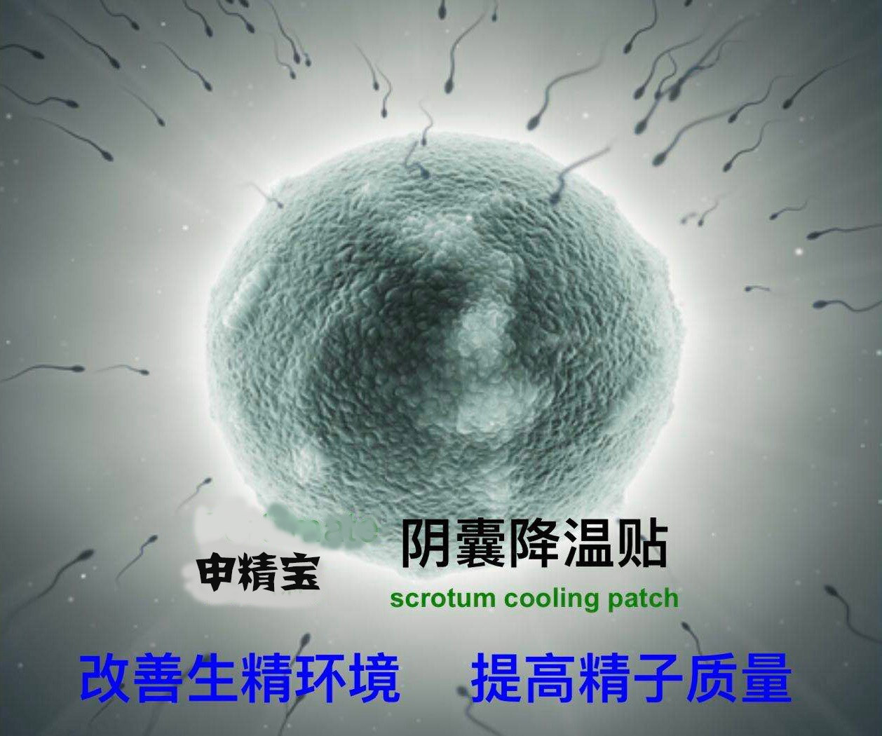 精索就像一根"多芯电缆",里面有许多根不同功能的小电线,包括输精管