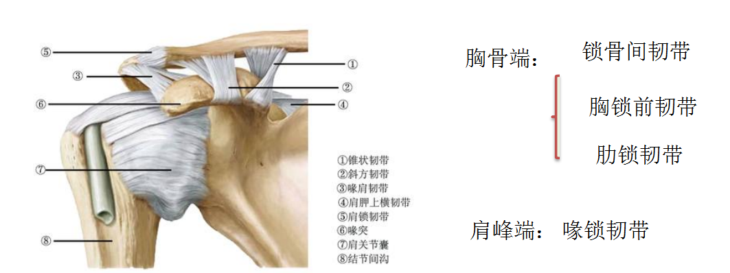 胸锁前韧带:胸锁前韧带跨过胸锁关节表面由内下方斜向外上方,切开该