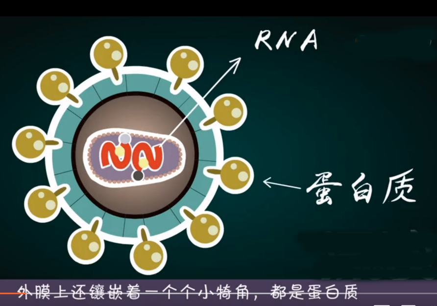 艾滋病發病四個過程及發病機制