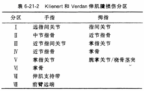 伸肌腱分区图片