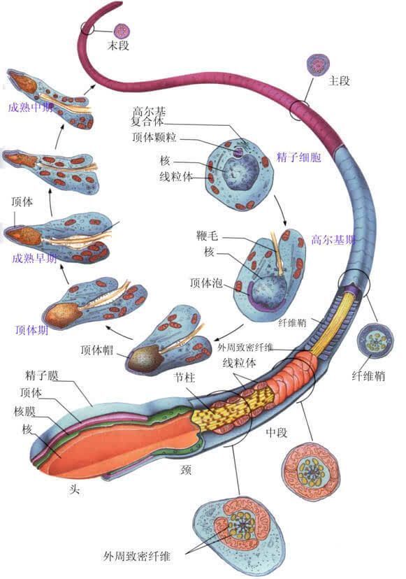 不育男的寻子记