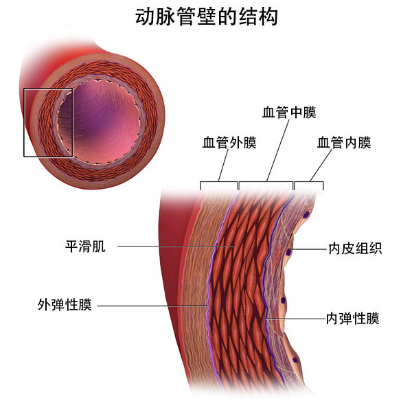 中型动脉组织结构图图片