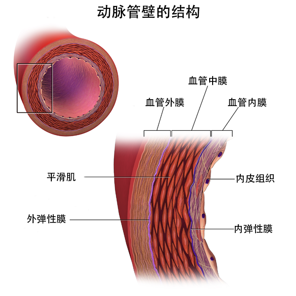 血管内皮结构图片