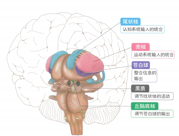 神经科医生必备:大脑基底核神经系统基础知识总结 - 好大夫在线