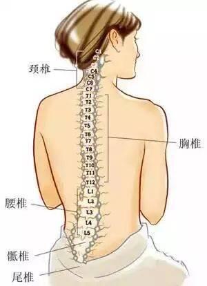 腰脊椎疼痛位置图片图片