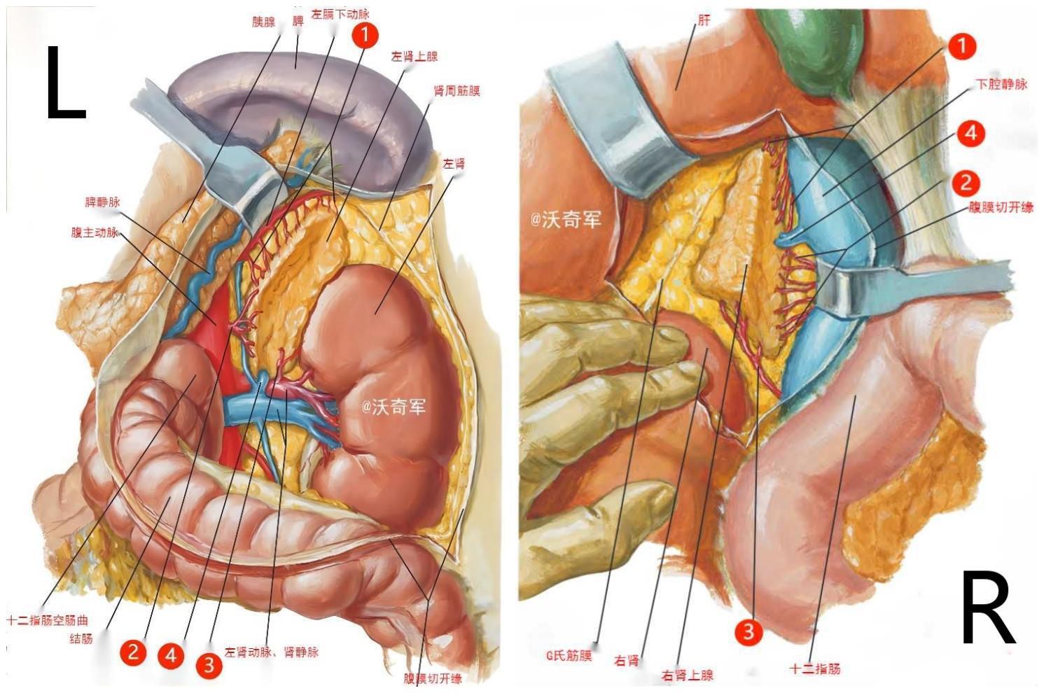 人体肾上腺位置图图片