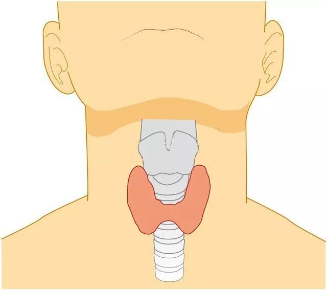 甲狀腺位於脖頸前方正中部位,形狀酷似展翅的蝴蝶,緊貼在氣管前方.