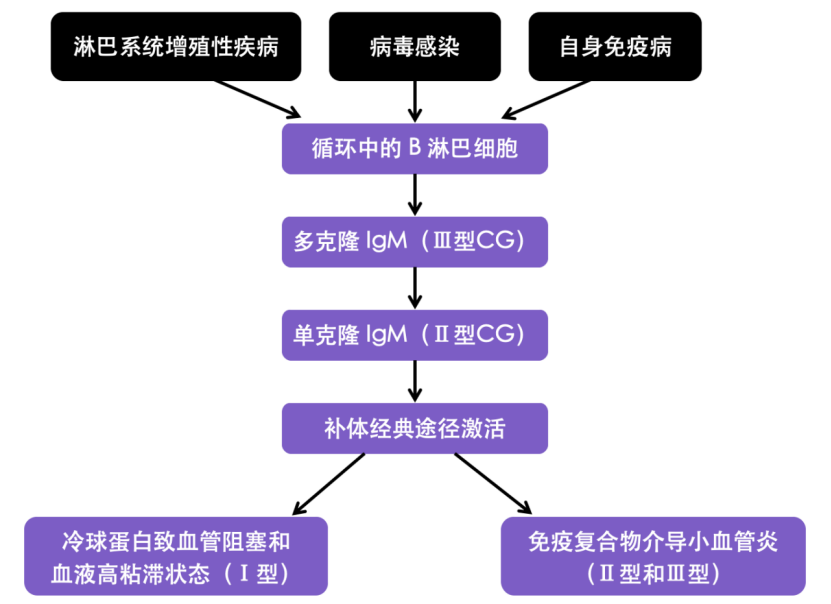 冷球蛋白血症发生机制.png
