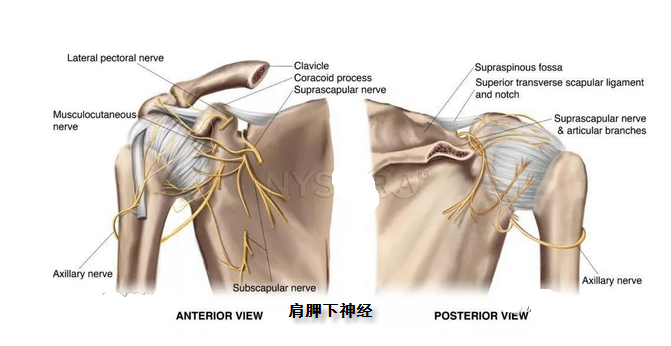 肩胛上神经3.png
