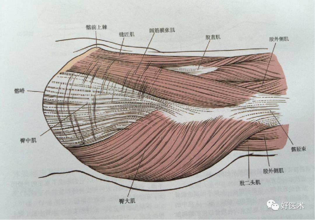 髋关节置换术常用手术入路_髋关节置换术_髋关节置换术治疗介绍 - 好