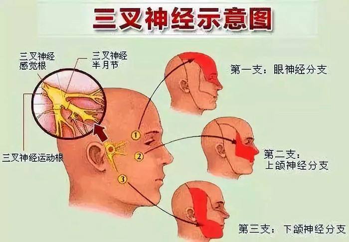 脑子在头部位置图图片