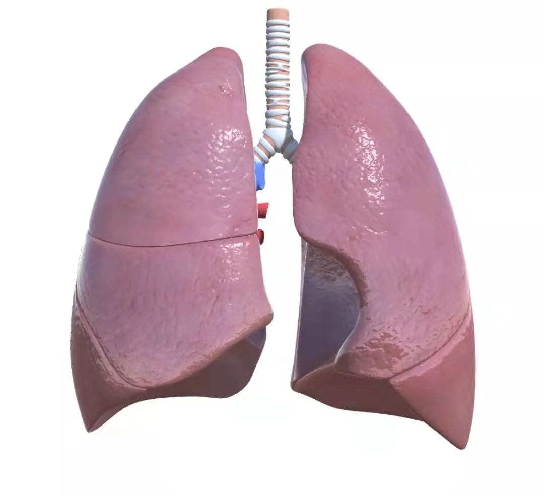 肺部常见手术方式——楔形切除、肺段切除、肺叶切除