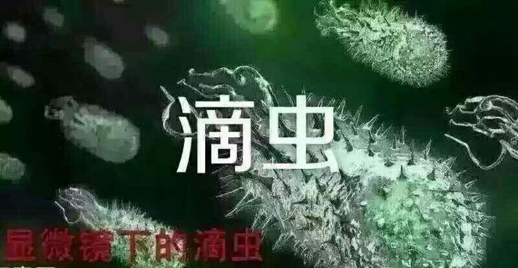 得了滴蟲性龜頭炎彆著急看這篇文章就清楚了