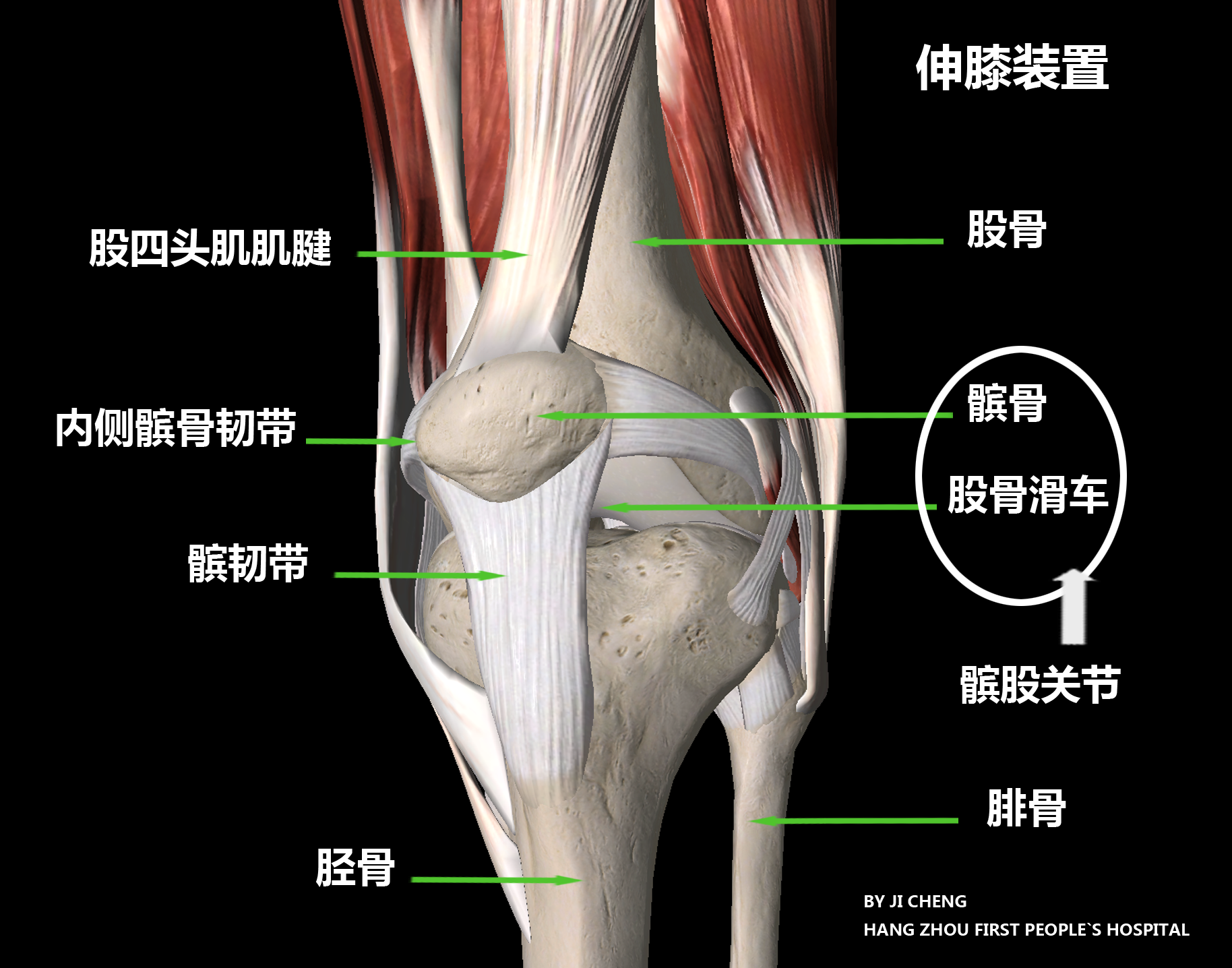 髌骨下缘位置图片图片