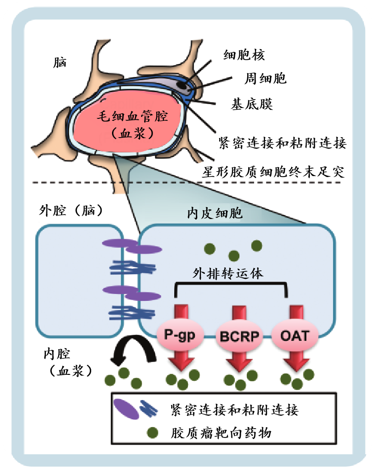 气血屏障结构图图片