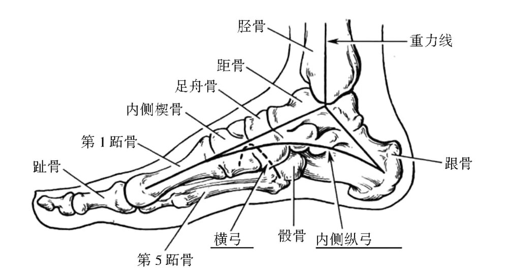 足弓是由跗骨与跖骨借助韧带,肌肉和关节连结而成的拱形结构