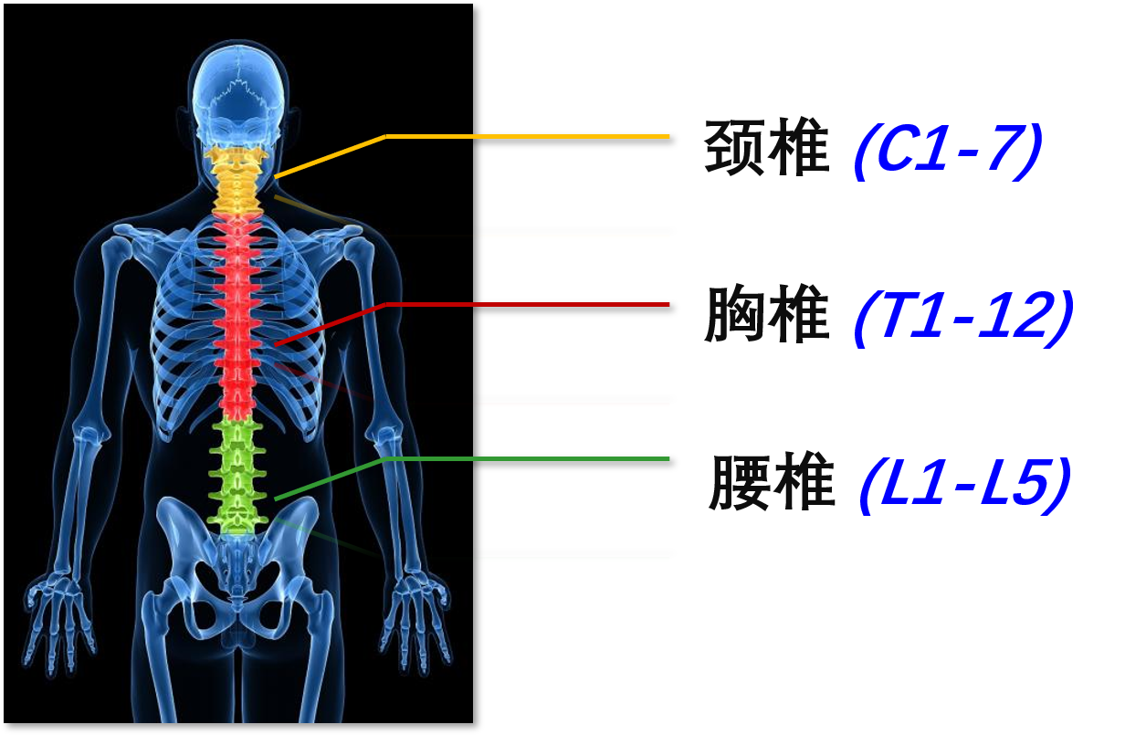 脊柱是人体的脊梁,是经过漫长的发育进化而来,具有支撑体重,躯体活动