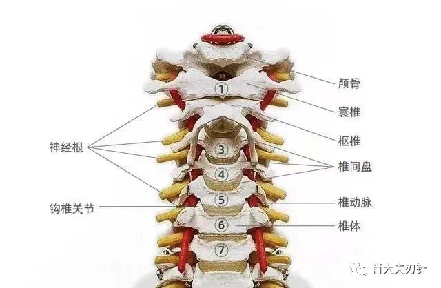 颈椎关节图片及名称图片
