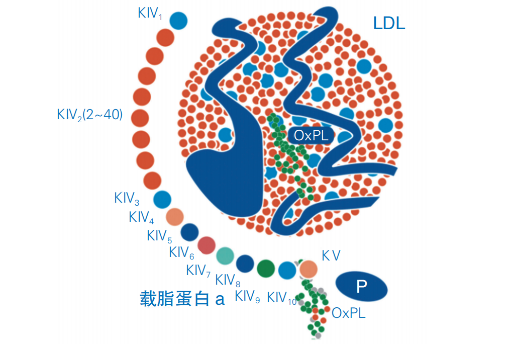 明亮的什么是脂蛋白a高怎么办的照片