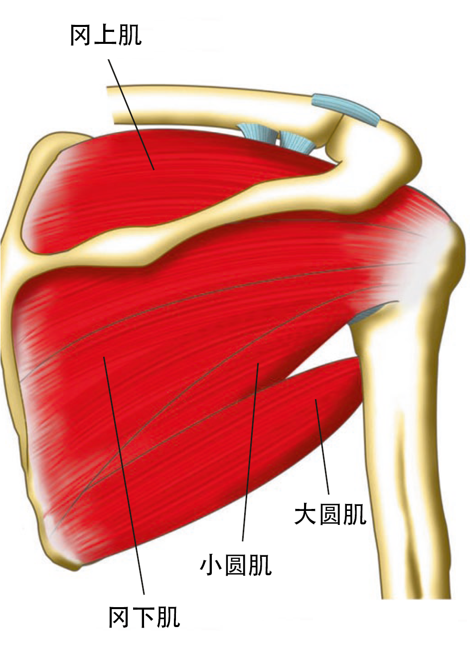 图2 肩袖解剖图片后面观.png