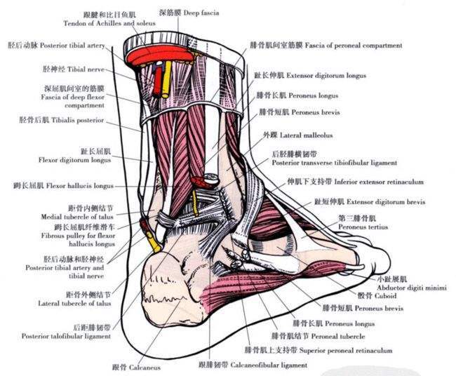 崴脚内部结构图图片