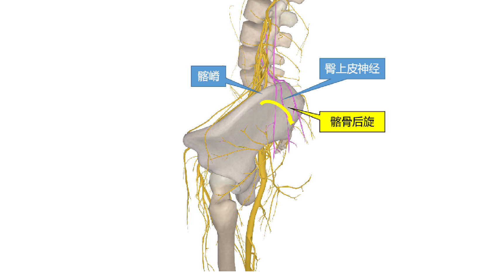 臀部血管神经分布图片