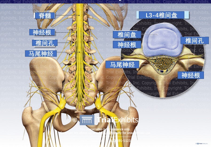 腰椎神经支配图片