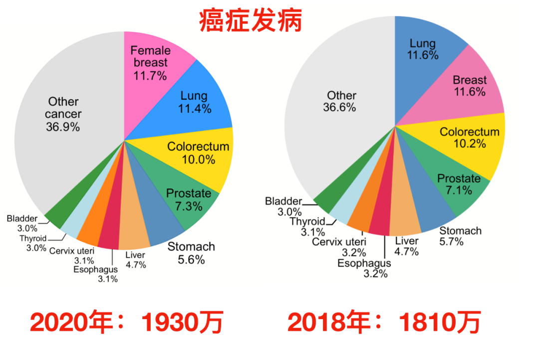 图2 2020年乳腺癌发病率及死亡率在女性中均居首位图1 2021年世界癌症