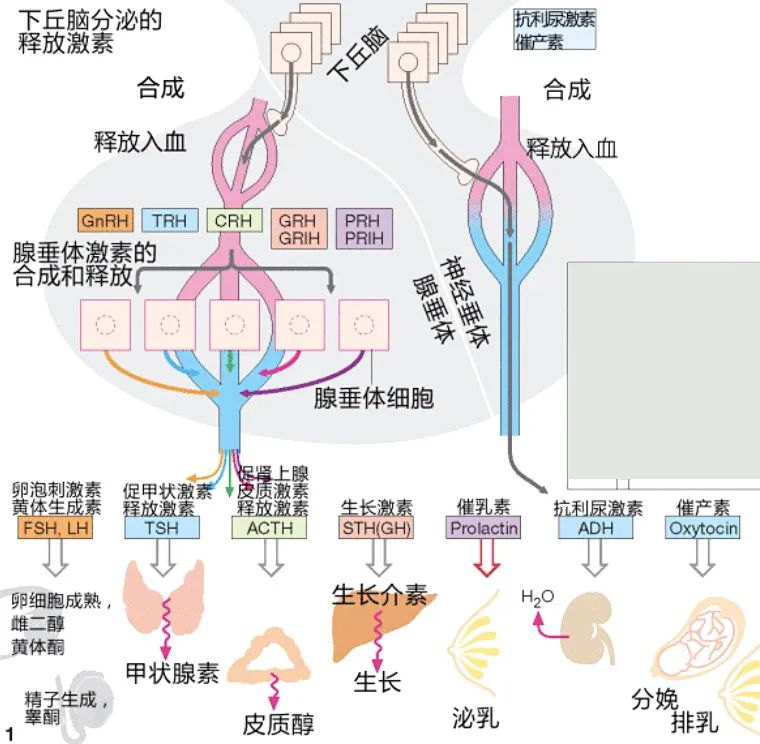 垂體前葉,分泌這麼多激素,都有什麼作用呢?