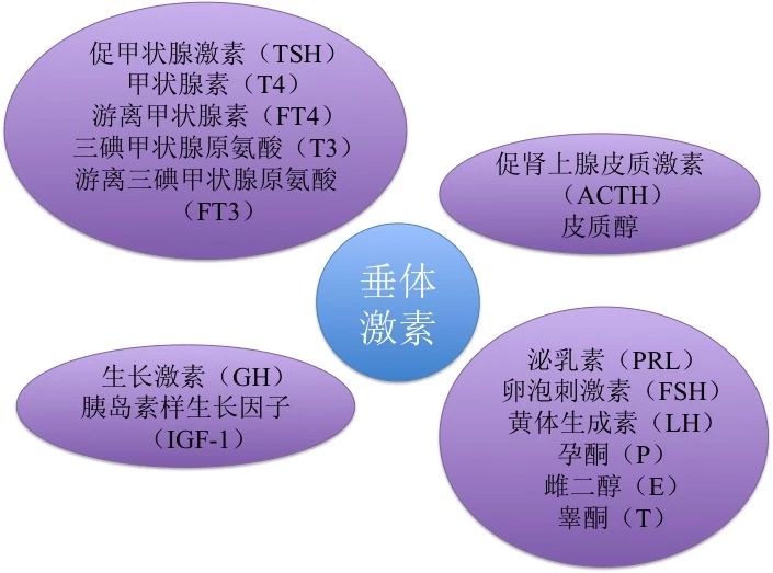 医生说查垂体激素都要查哪些项目