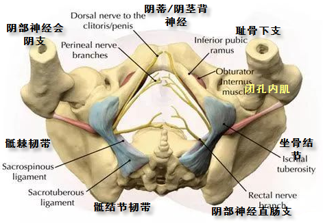 tuberosity图片