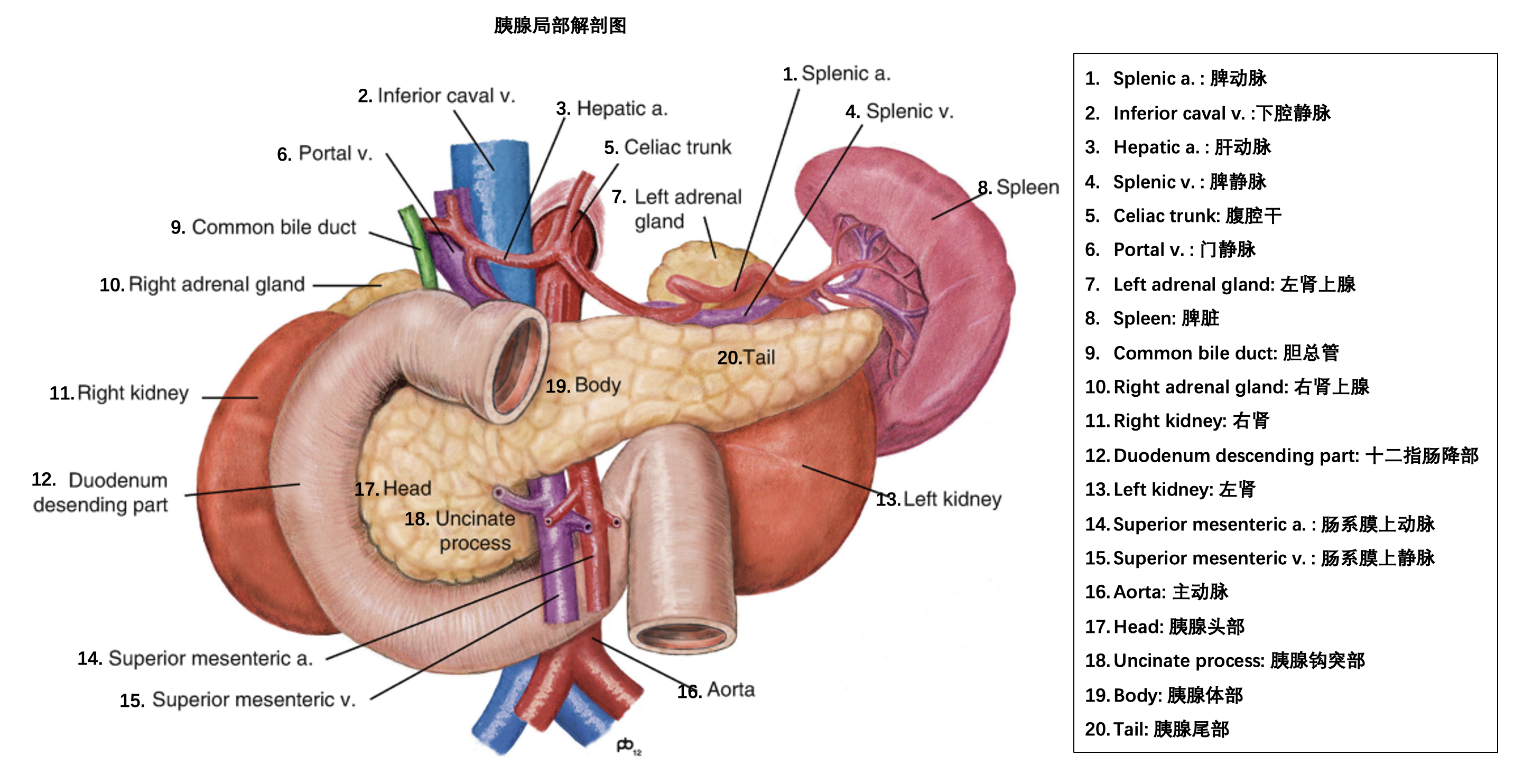 胰腺的组织结构图图片