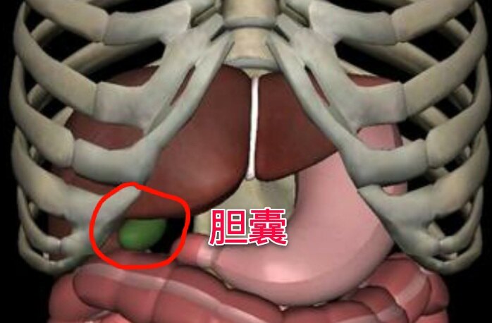 人体胆囊在哪个位置图片
