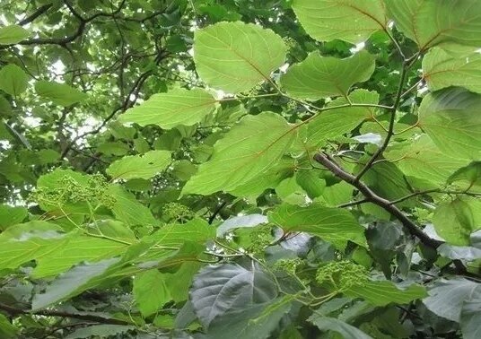 叶互生,具长柄;叶片广卵形,长8-15cm,宽6-10cm,先端尖或长尖,基部圆形