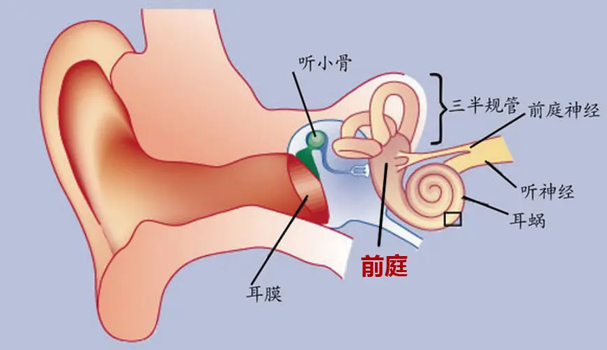 内耳的前庭(平衡)器官能感知头在空间位置的改变,并由3个半规管及两个