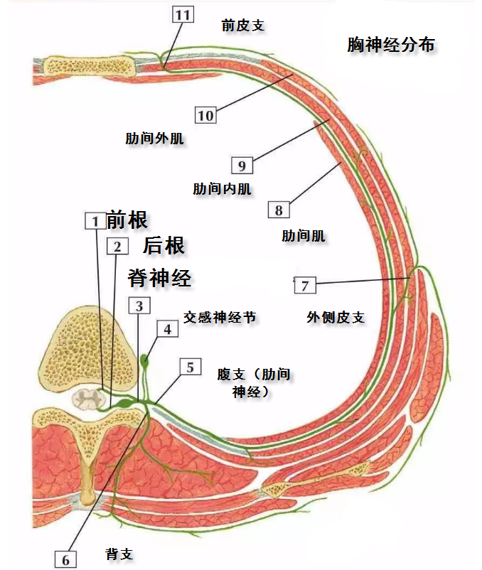 三維顯微ct觀察胸椎旁間隙解剖結構的新發現