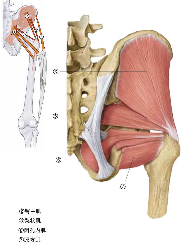 臀部肌肉.jpg