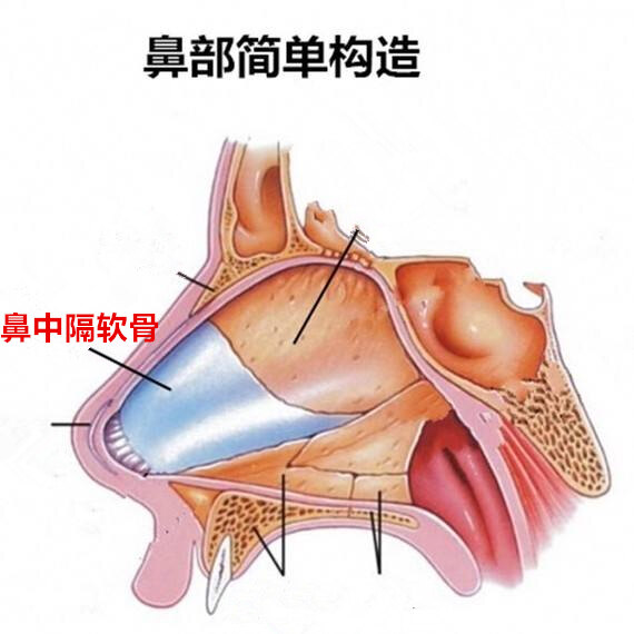 鼻中隔软骨_副本.jpg