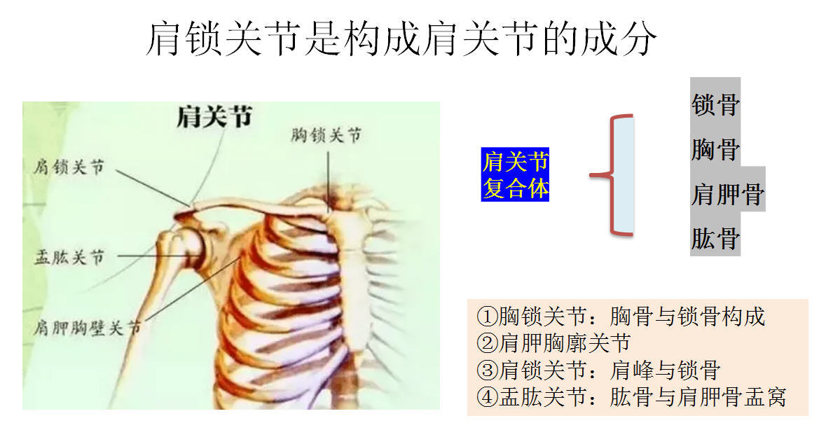 锁骨头胸骨头锁骨三角图片