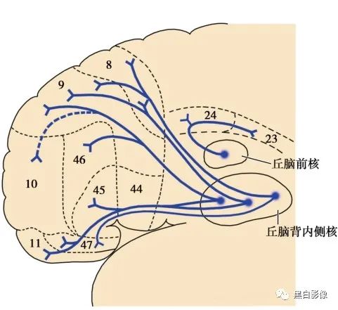 丘脑解剖 - 好大夫在线