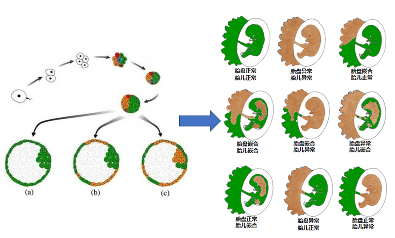 染色体病理学(二十)产前诊断中的嵌合体_产前检查_介绍_治疗介绍 - 好大夫在线