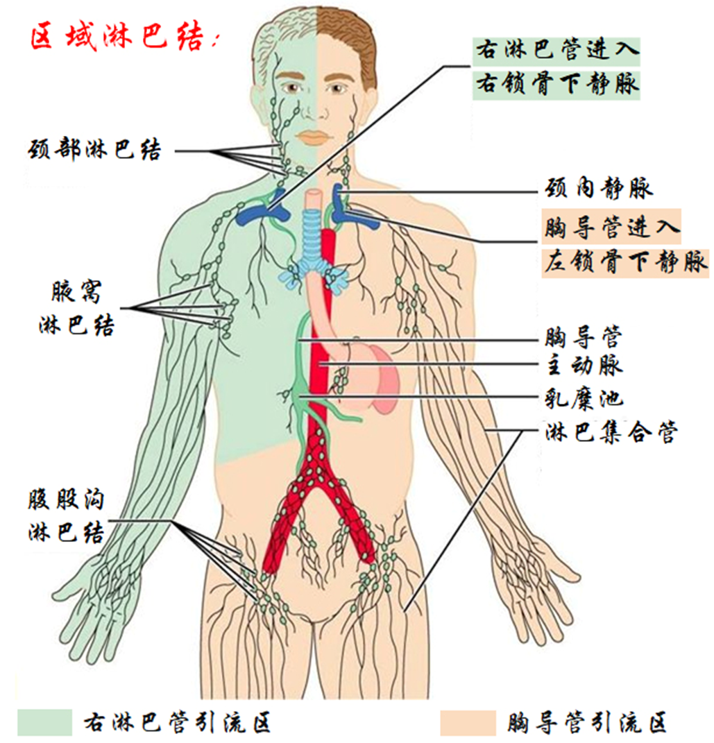 如何正确认识淋巴结?