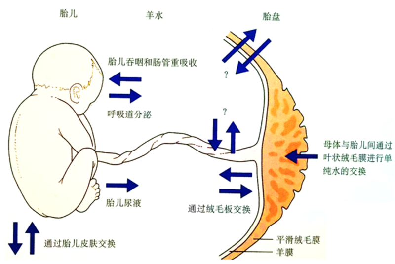 羊水-1.png